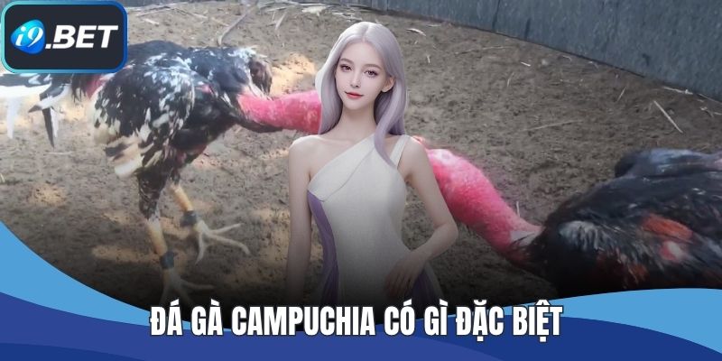 Đá Gà Campuchia Có Gì Đặc Biệt Khiến Nhiều Dân Chơi Mê Mẩn?