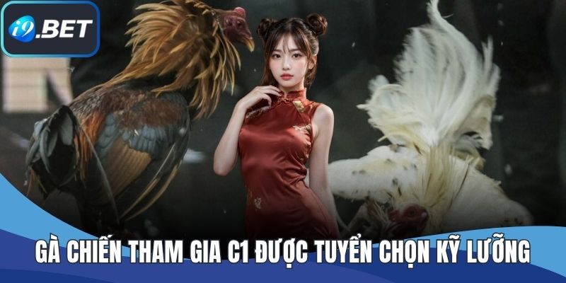 Gà chiến tham gia C1 được tuyển chọn kỹ lưỡng