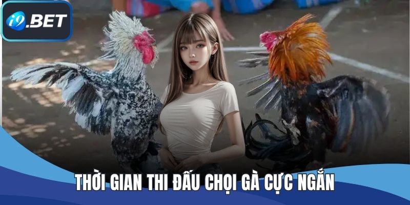 Thời gian thi đấu chọi gà cực ngắn